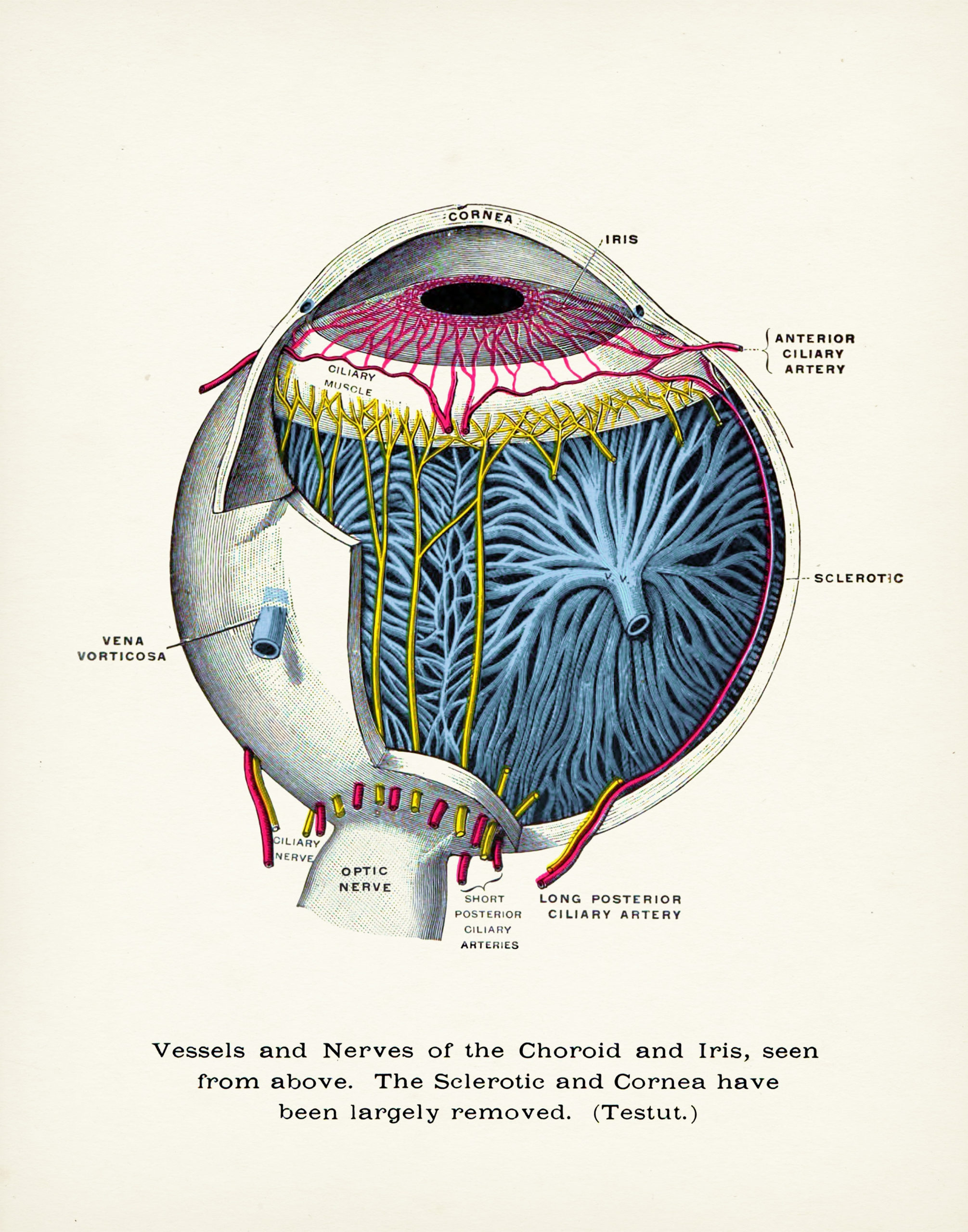 Eye diagram Animal Eye Clinic