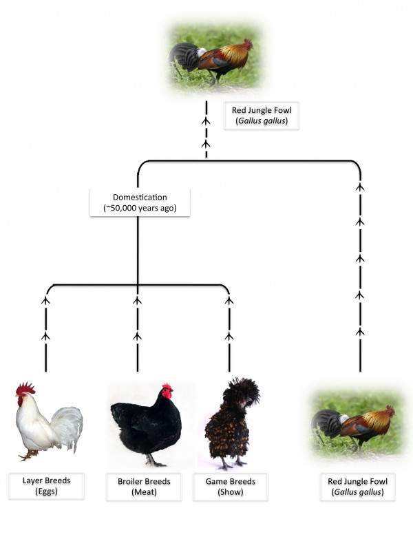 Free Range Organic Eggs Scientific Malaysian Magazine