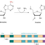 Genes Free Full Text Functions Of The RNA Editing