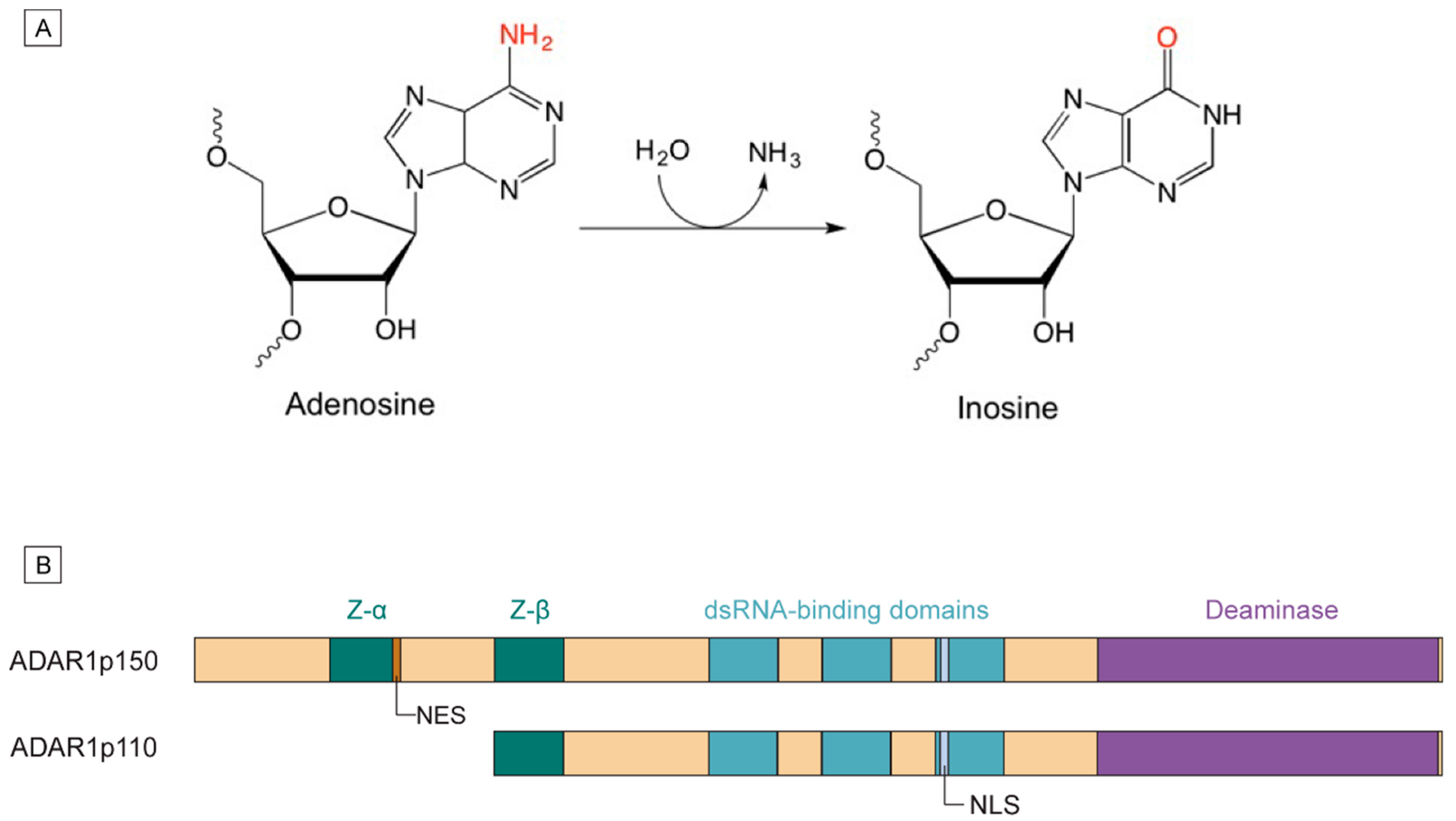 Genes Free Full Text Functions Of The RNA Editing 
