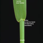 Grass Structures Forage Information System Oregon