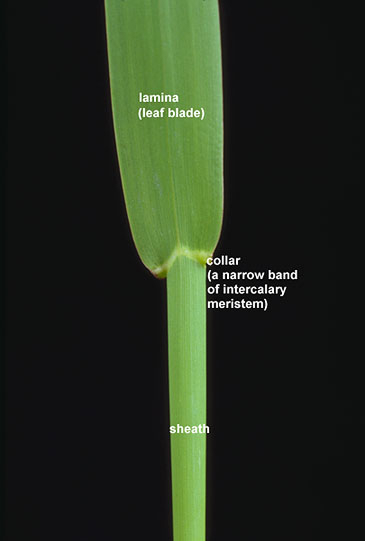 Grass Structures Forage Information System Oregon 