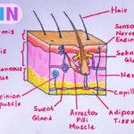 How To Draw Skin Layers Integumentary System Step By