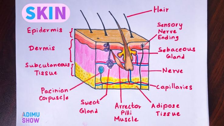 How To Draw Skin Layers Integumentary System Step By 