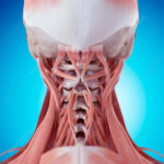 Human Neck Muscles Muscle Anatomy Massage Therapy