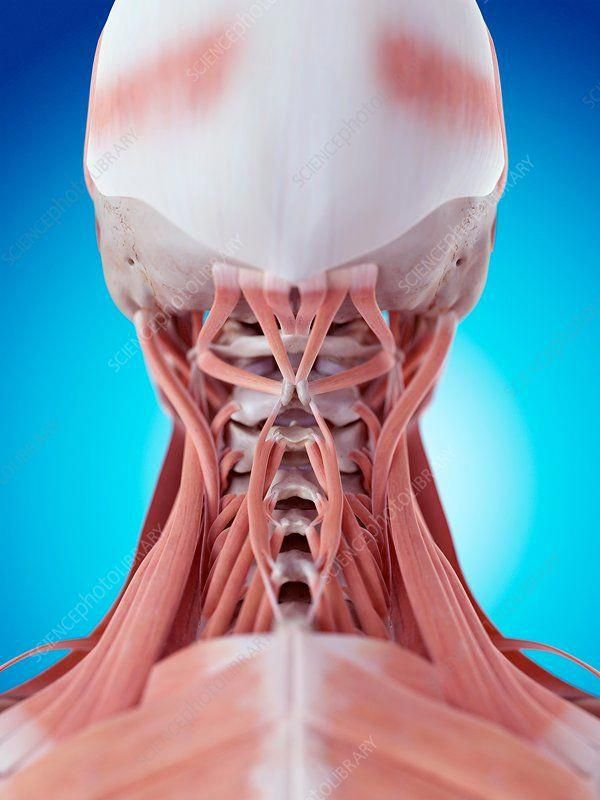 Human Neck Muscles Muscle Anatomy Massage Therapy 