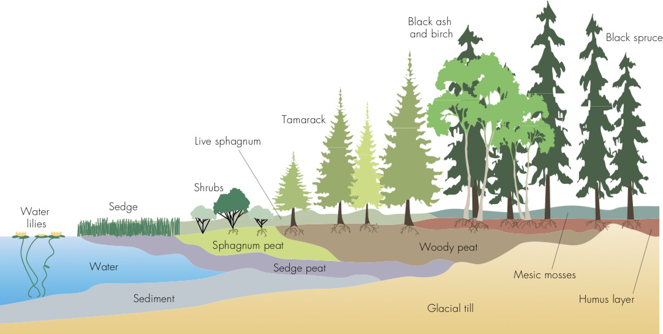 Illustrations And Diagrams Patti Isaacs Production And 