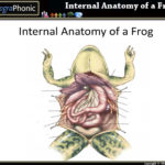 Internal Anatomy Of A Frog PurposeGames