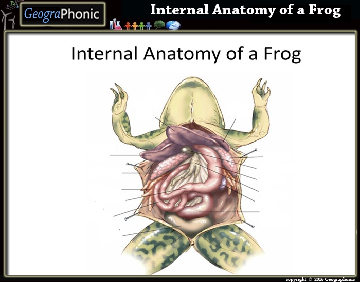 Internal Anatomy Of A Frog PurposeGames