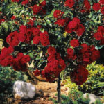 Knockout Rose Tree For Sale Online The Tree Center