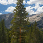 Lodge Pole Pine Tree Pinus Contorta Sierra Mountains
