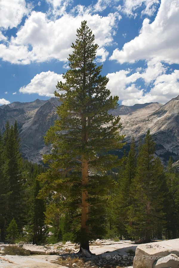 Lodge Pole Pine Tree Pinus Contorta Sierra Mountains 
