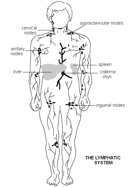 Lymph System Hodgkin Disease