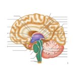 Midsagittal Section Of Brain Quiz