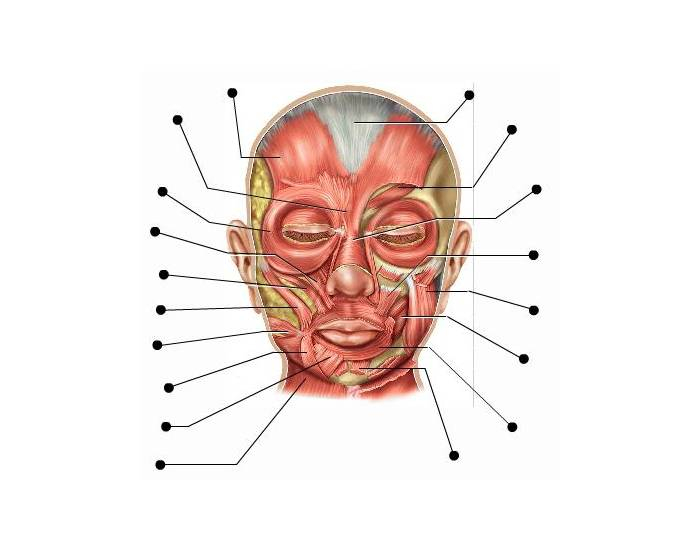 Muscles Of Facial Expression Quiz