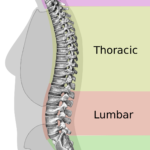 Neutral Spine Wikipedia
