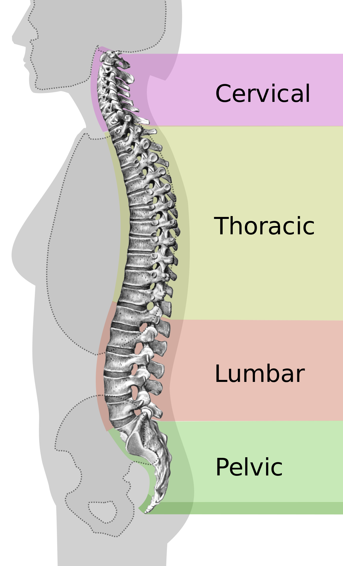 Neutral Spine Wikipedia