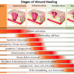 Nutrients Free Full Text Zinc In Wound Healing Modulation