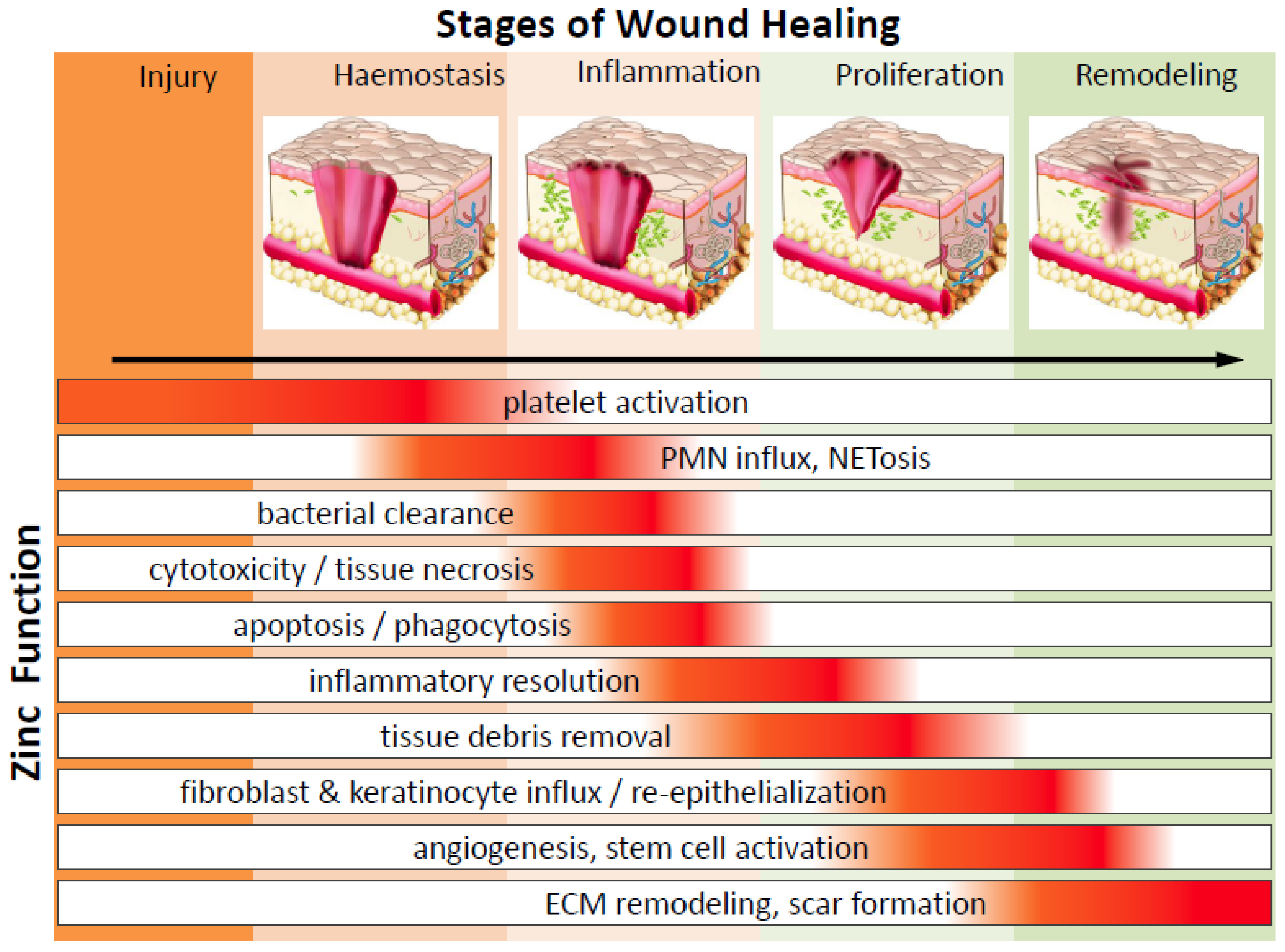 Nutrients Free Full Text Zinc In Wound Healing Modulation