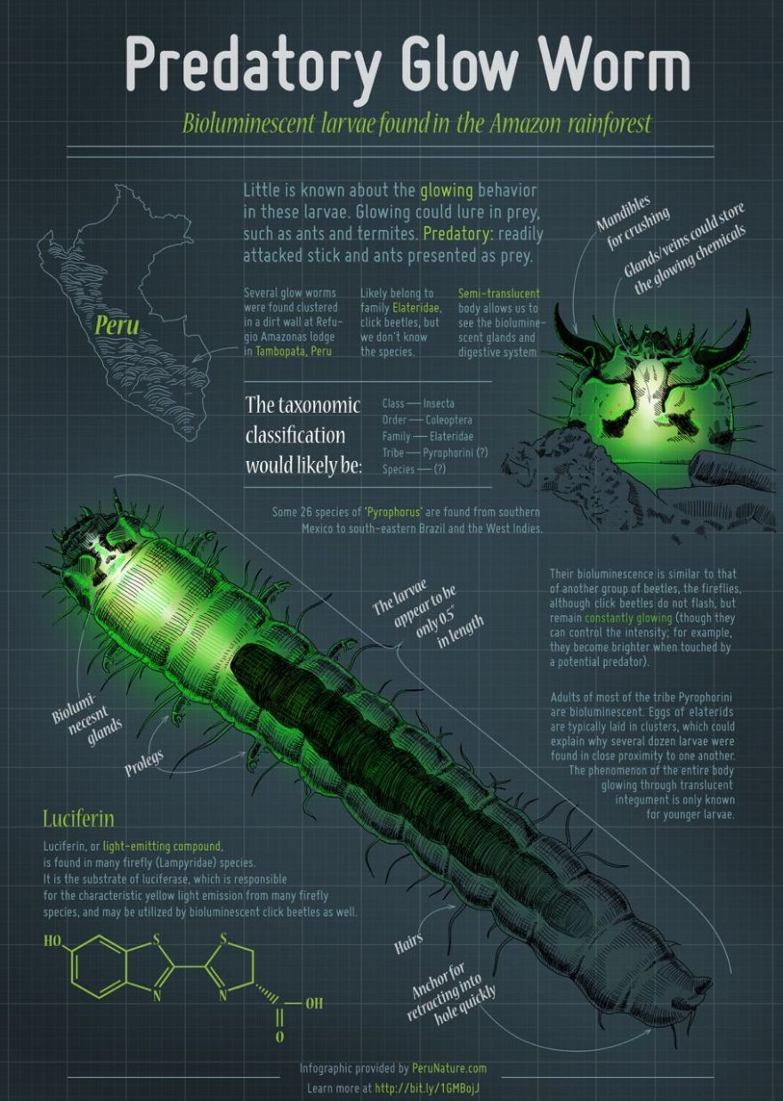 Predatory Glow Worms Found In Peruvian Amazon Neatorama