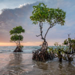 Researchers Map Climate Change Using Historical Mangrove