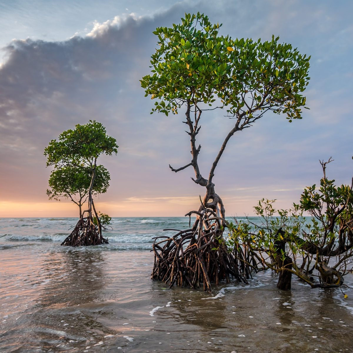 Researchers Map Climate Change Using Historical Mangrove 