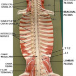 Spinal Nerve Model Google Search Nerve Anatomy