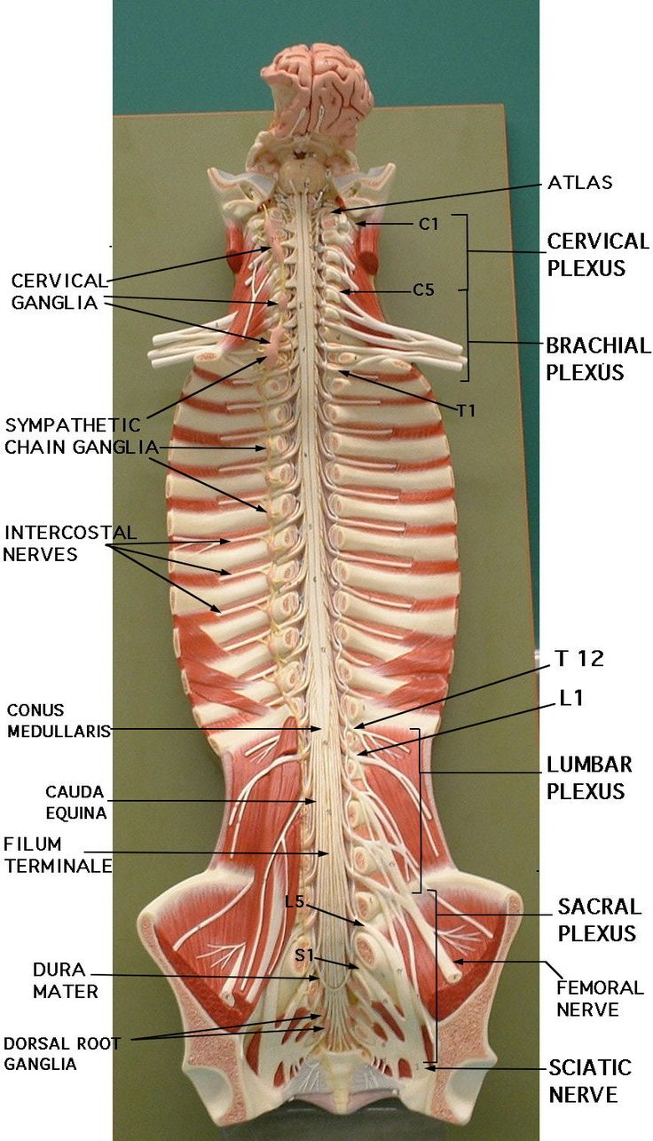Spinal Nerve Model Google Search Nerve Anatomy 