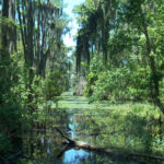 Swamp National Geographic Society