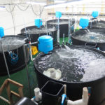 Technical Workshop Recirculating Aquaculture Systems