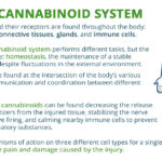 The Endocannabinoid System