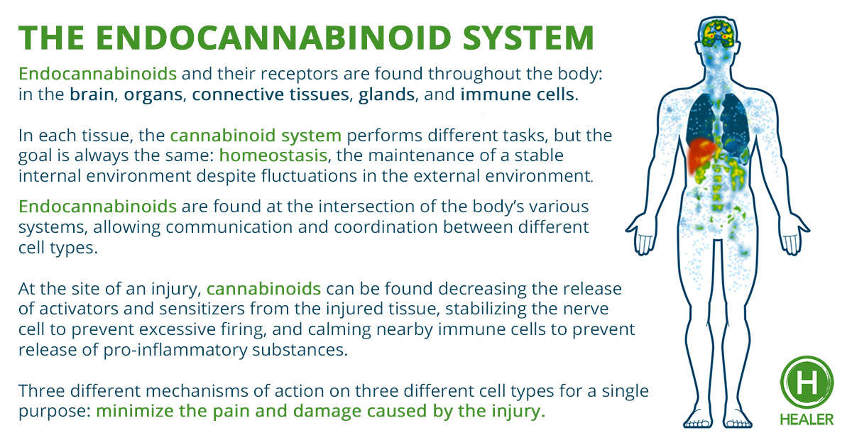 The Endocannabinoid System