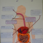 The English School Learning About The Digestive System