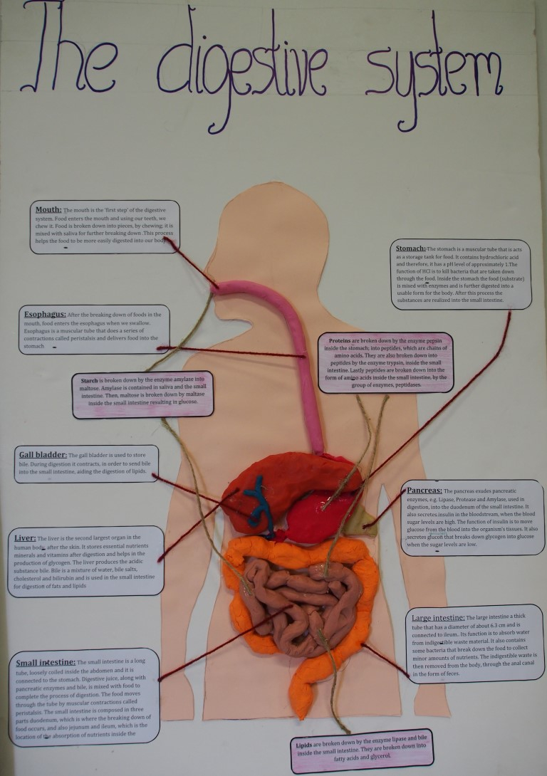 The English School Learning About The Digestive System