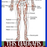 This Diagrams Shows The Major Arteries In The Human Body