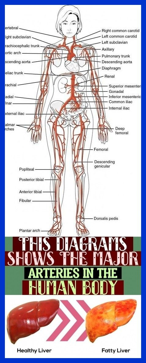 This Diagrams Shows The Major Arteries In The Human Body 