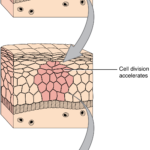 This Series Of Three Diagrams Shows The Development Of