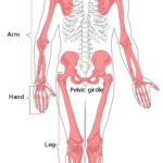 2010 Lecture 14 Embryology