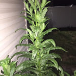 9 Foot Tall Weed Bush Jagged Leaves Flowers Forums