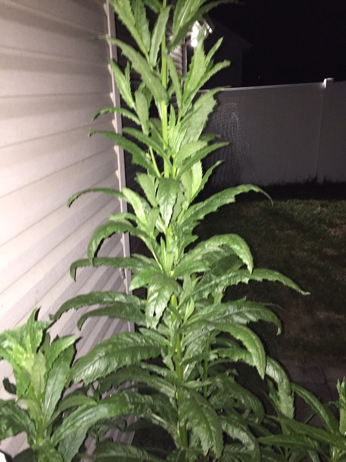 9 Foot Tall Weed Bush Jagged Leaves Flowers Forums