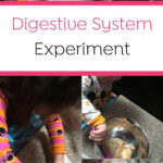 A Digestive System Experiment For Preschoolers Digestive