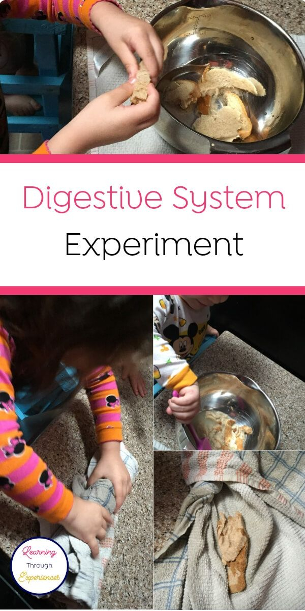 A Digestive System Experiment For Preschoolers Digestive 