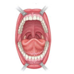 Anterior View If The Oral Cavity PurposeGames