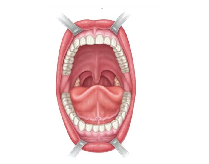 Anterior View If The Oral Cavity PurposeGames
