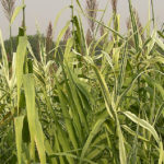 Arundo Donax UF IFAS Assessment University Of Florida