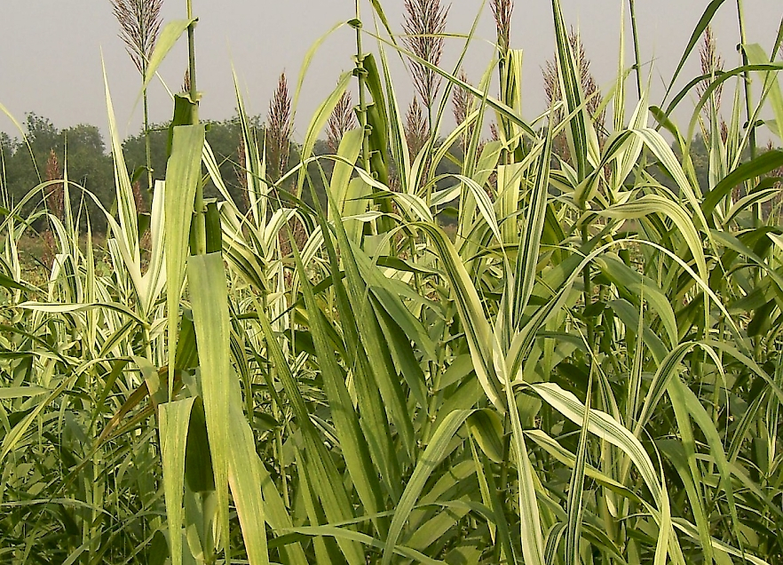 Arundo Donax UF IFAS Assessment University Of Florida 