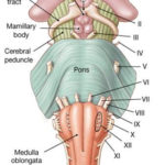 Associate Degree Nursing Physiology Review