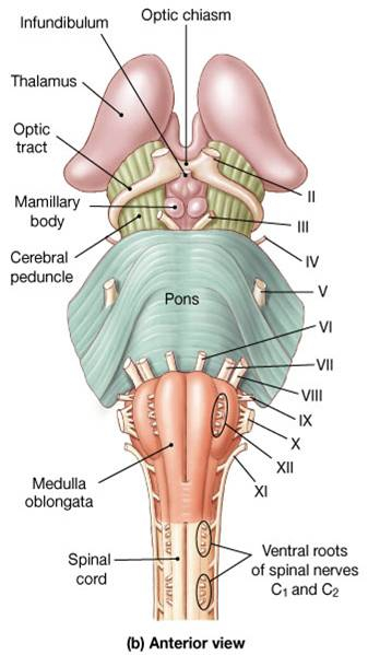 Associate Degree Nursing Physiology Review