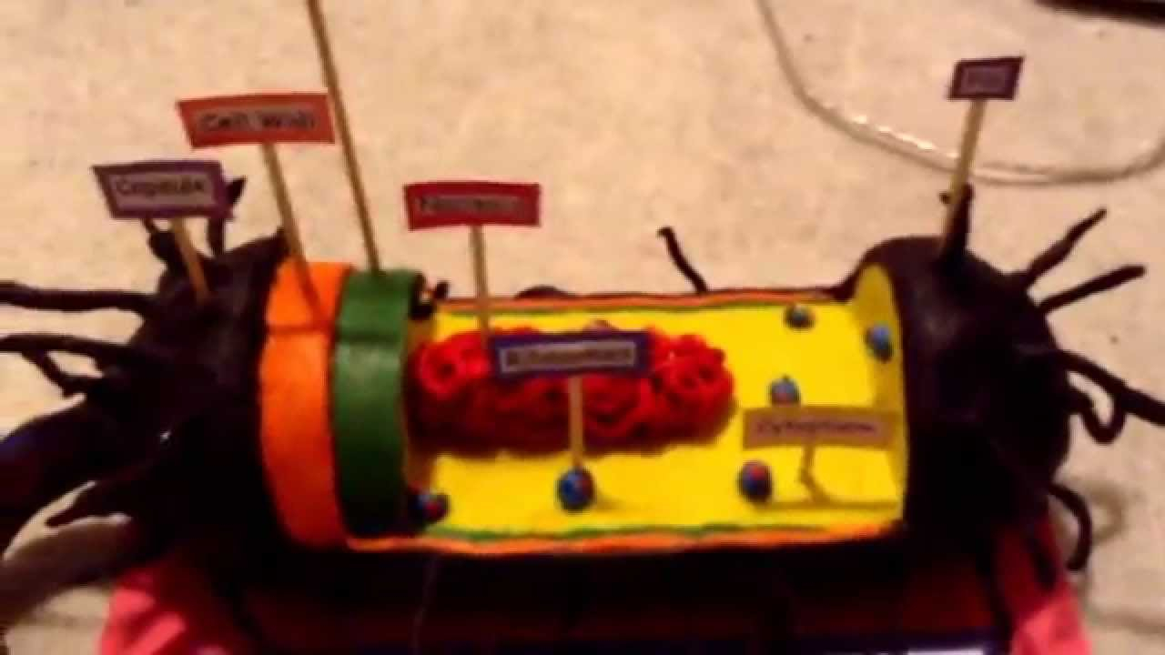 Bacteria Cell Model Project YouTube