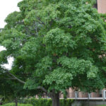 Basic Tree Tree Identification Regional And Community